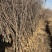 1.5至5公分文冠果树苗9000棵