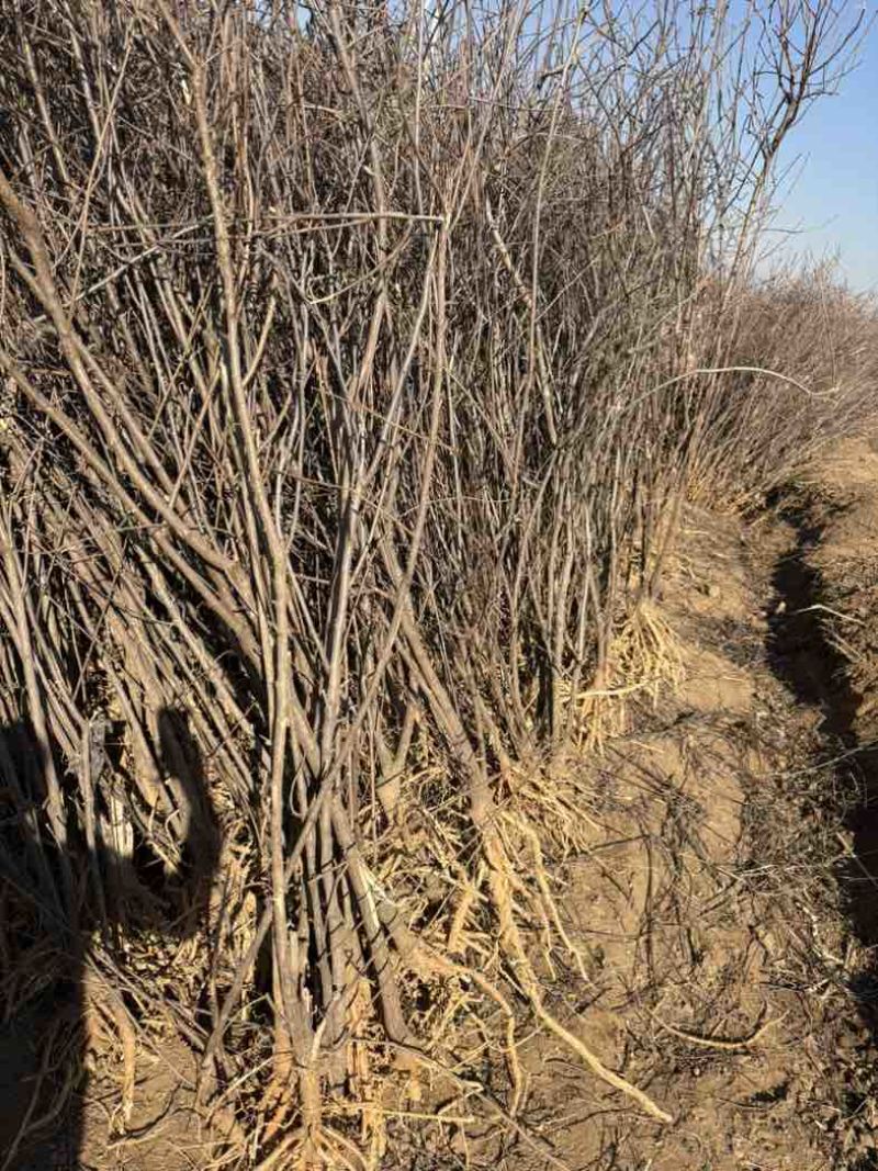 1.5至5公分文冠果树苗9000棵