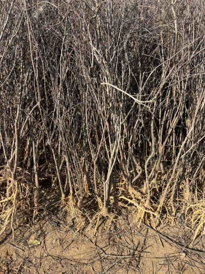 1.5至5公分文冠果树苗9000棵