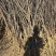 1.5至5公分文冠果树苗9000棵