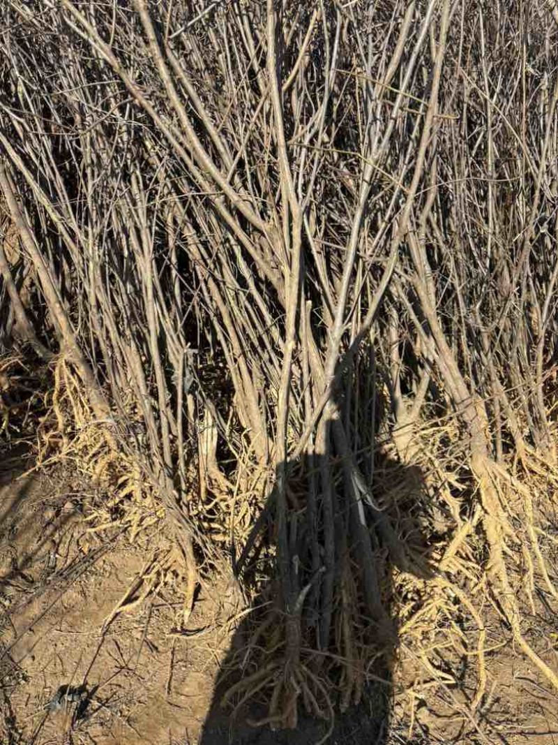 1.5至5公分文冠果树苗9000棵