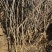 1.5至5公分文冠果树苗9000棵