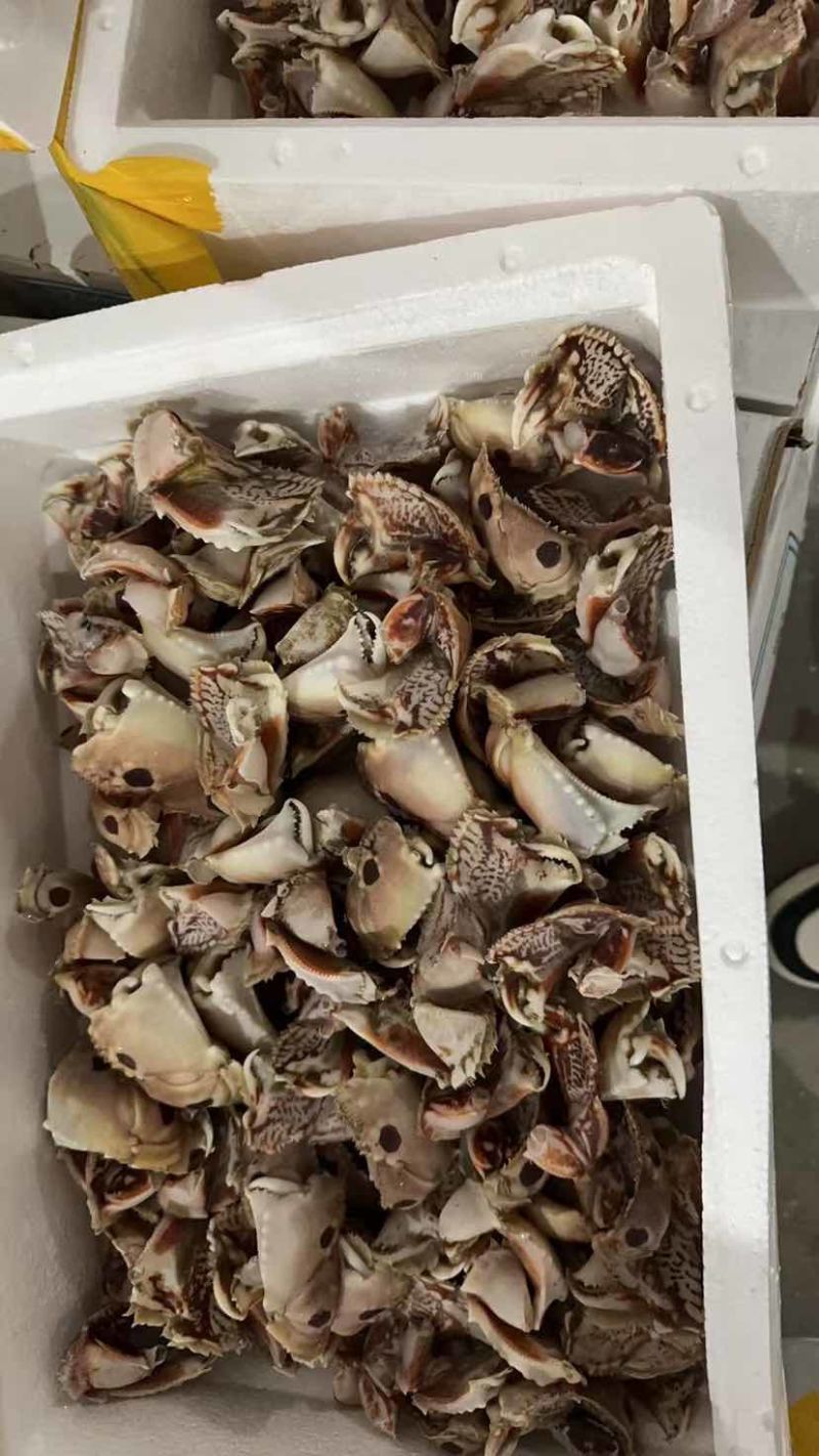 各种蟹钳