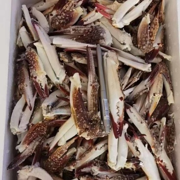 各种蟹钳