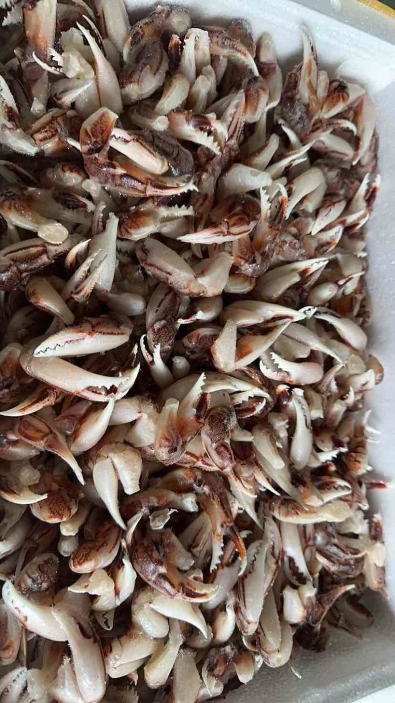 各种蟹钳