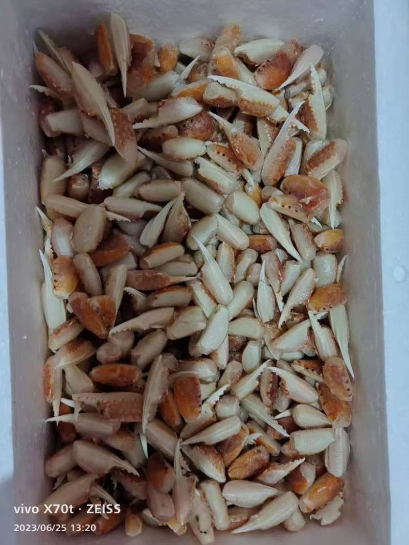 各种蟹钳