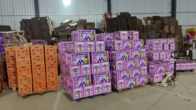 金钻凤梨