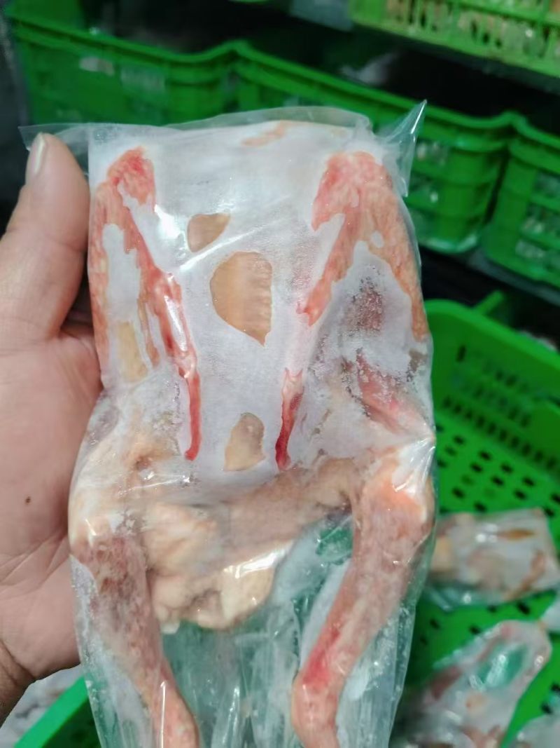 鸽子