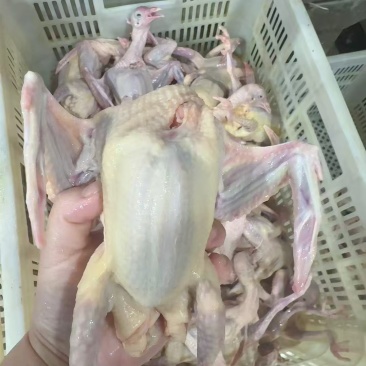 鸽子