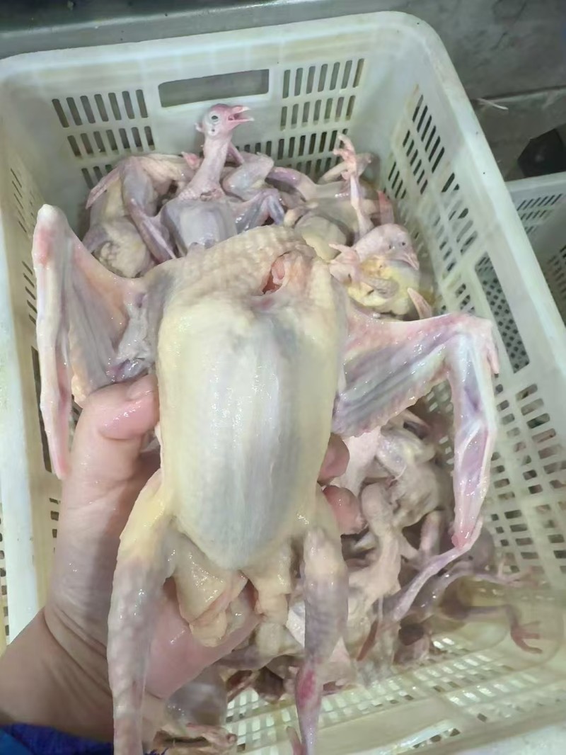 鸽子