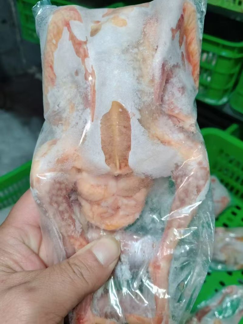 鸽子