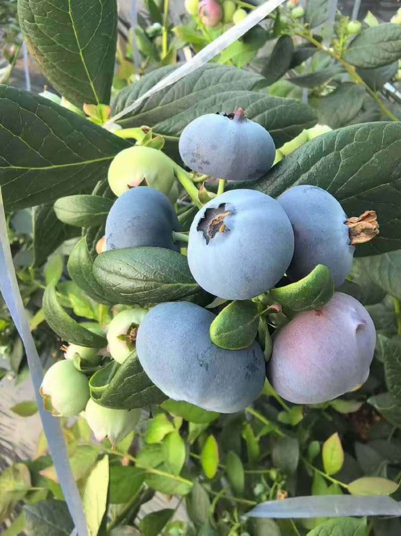 L25蓝莓精品大果