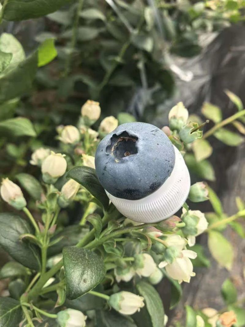 L25蓝莓精品大果