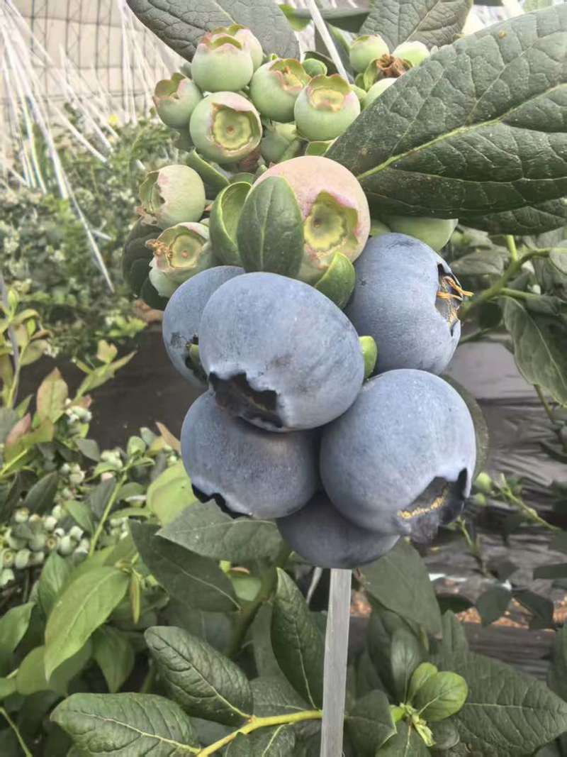 L25蓝莓精品大果