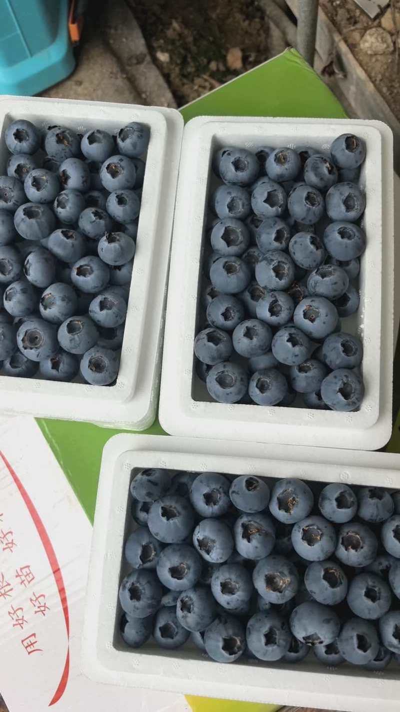 L25蓝莓精品大果