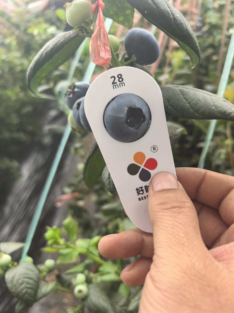 L25蓝莓精品大果