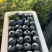 L25蓝莓精品大果