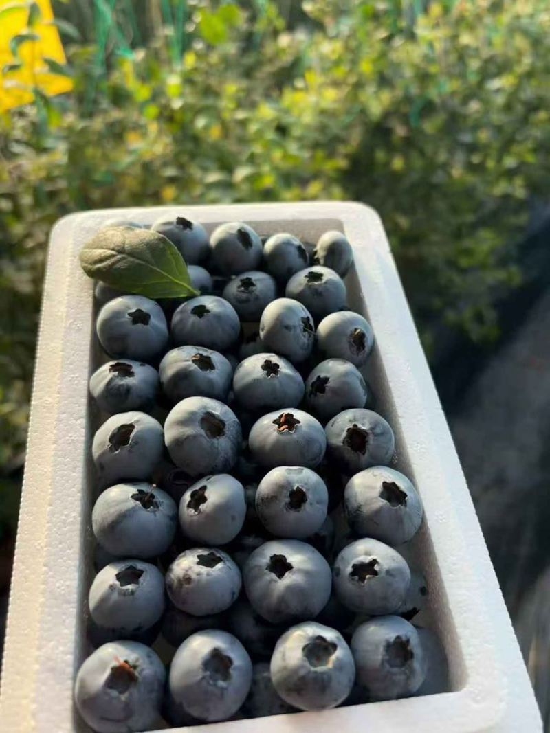 L25蓝莓精品大果