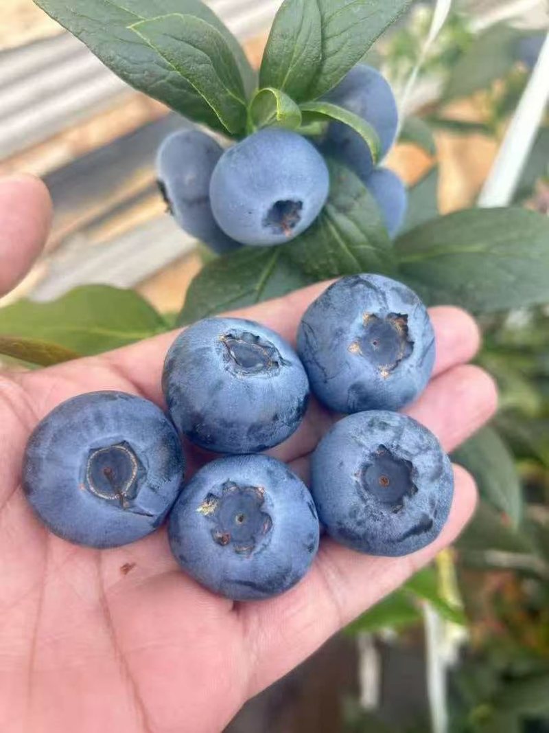 L25蓝莓精品大果