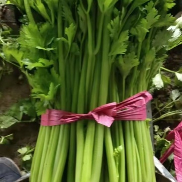 安徽阜阳芹菜