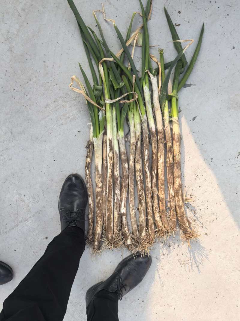 河南兰考长白大葱