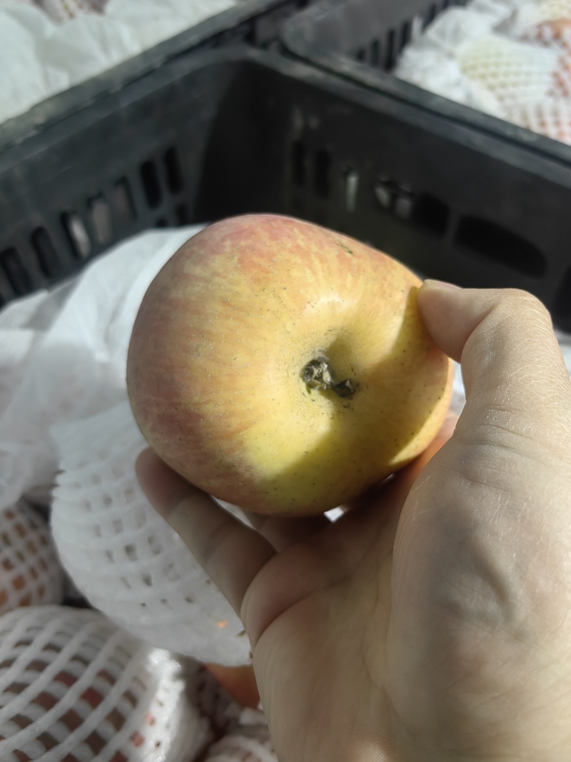 一级阿克苏糖心苹果
