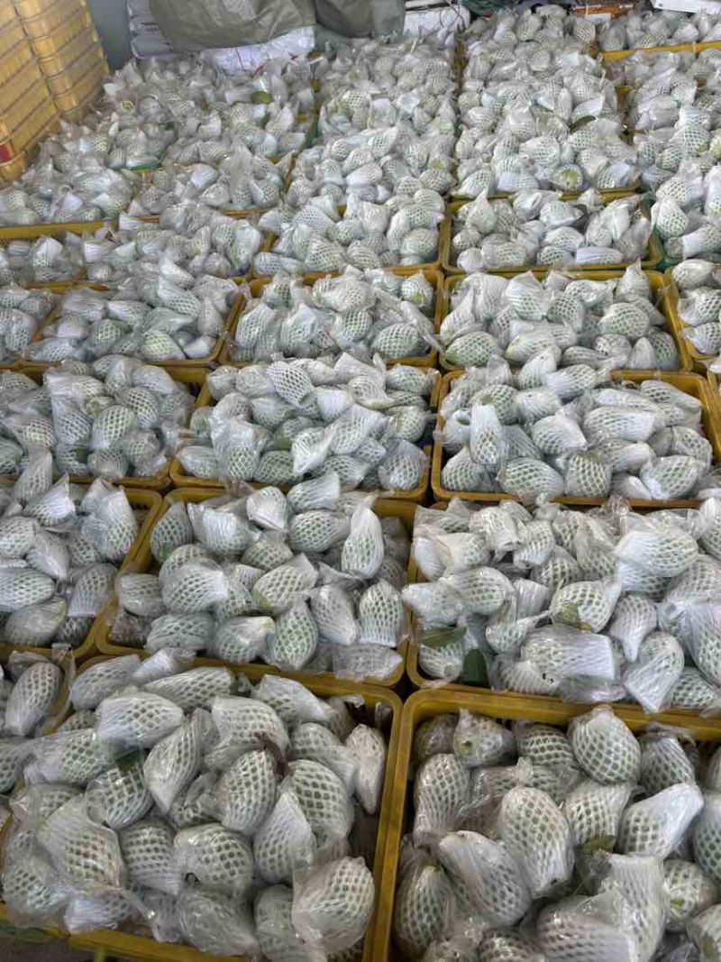 红心，白心番石榴，大量供应，欢迎订购