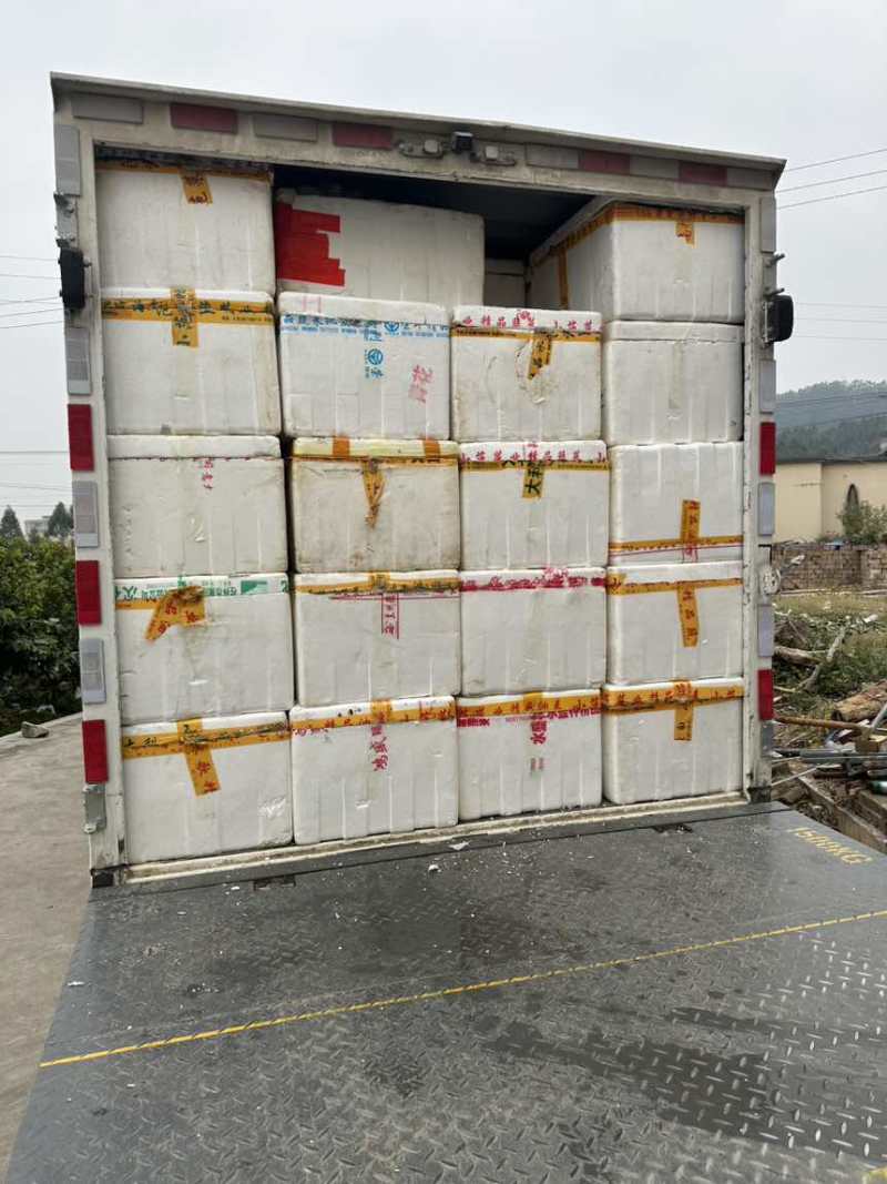 红心，白心番石榴，大量供应，欢迎订购