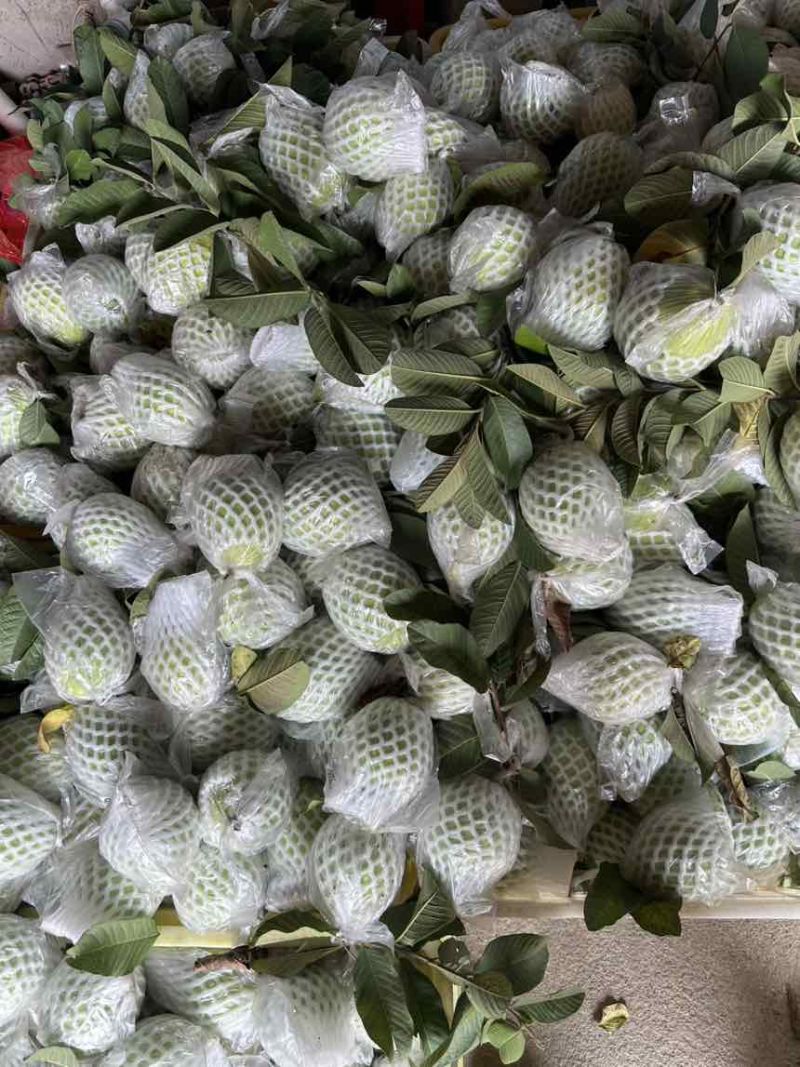 红心，白心番石榴，大量供应，欢迎订购