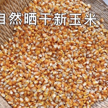 干玉米粒