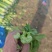 南通芹菜