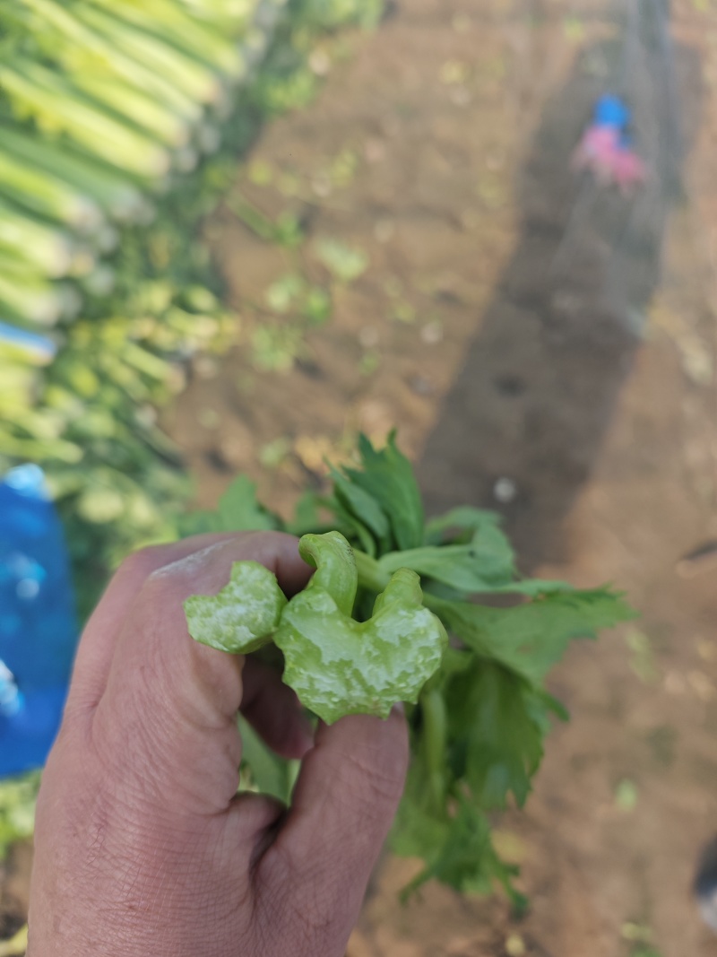 南通芹菜