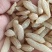 麦冬
