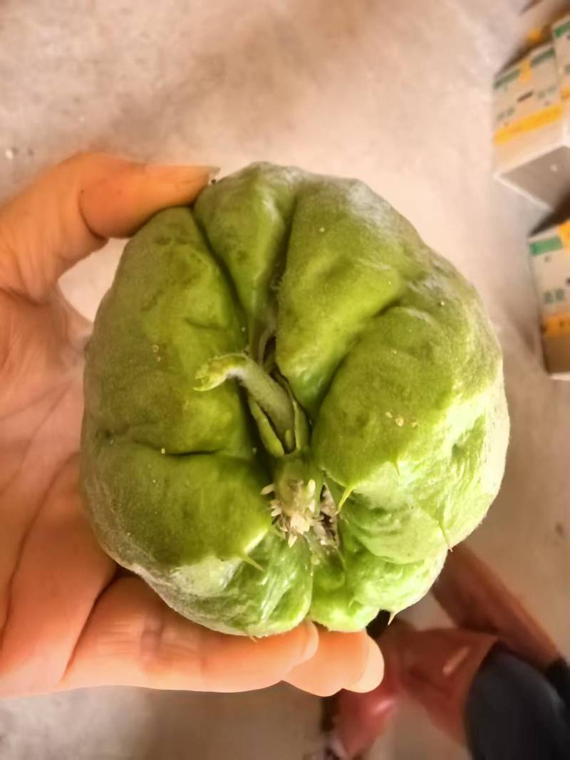 佛手瓜是家常菜的天花板。营养价值高。