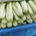 产地直销小白菜