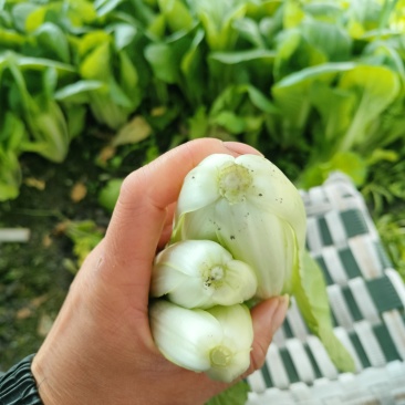 产地直销小白菜