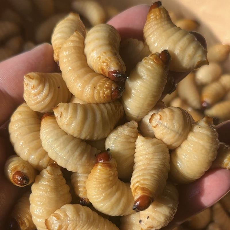 竹虫