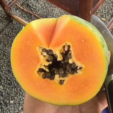 水果木瓜