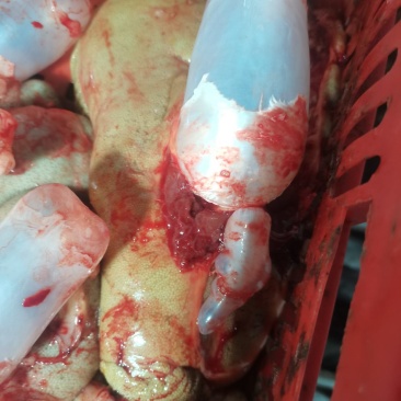 新鲜鲤鱼籽