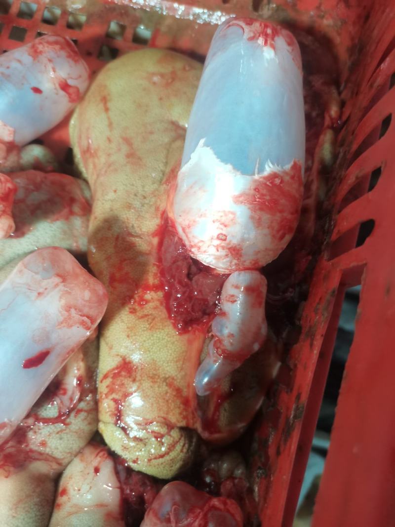新鲜鲤鱼籽