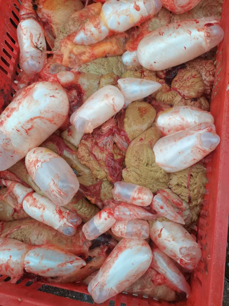 新鲜鲤鱼籽