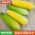 云南水果玉米甜玉米露天电商一件代发