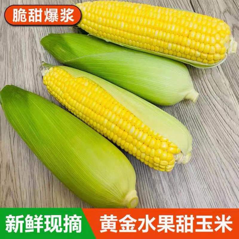 云南水果玉米甜玉米露天电商一件代发