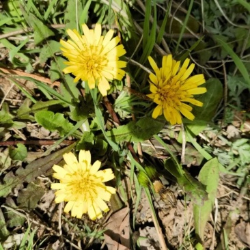 野生蒲公英