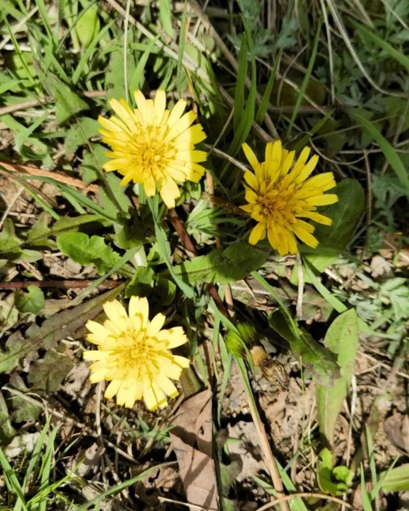 野生蒲公英
