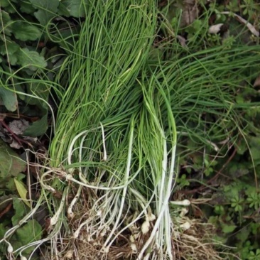 野葱，50斤起批，现挖，可视频验货