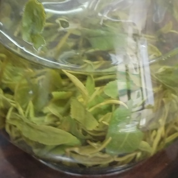 日照绿茶