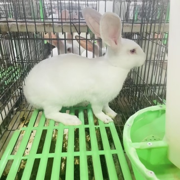 新西兰兔