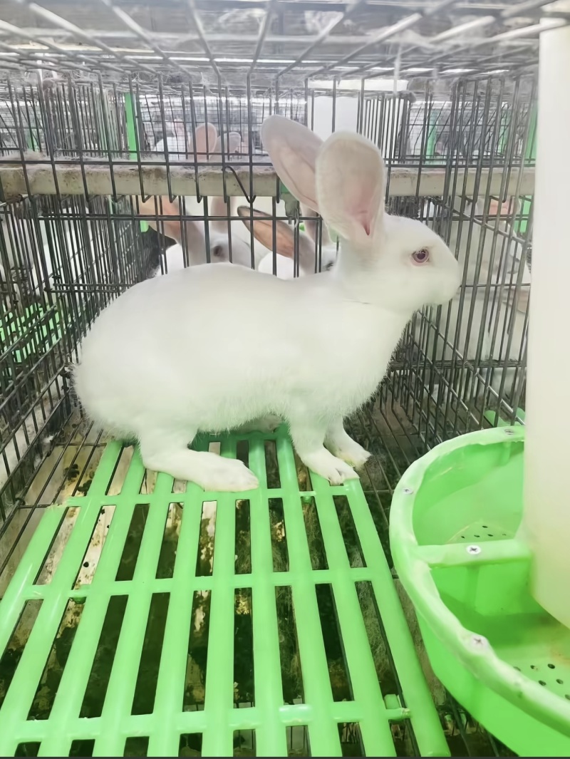 新西兰兔