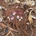 芭蕉竽
